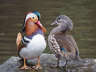 Mandarin ducks, male (left) and female (right), illustrating the dramatic difference in plumage between sexes, a manifestation of sexual dimorphism