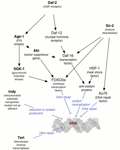 Most life span influencing genes affect the rate of DNA damage.