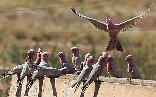 Galahs gathering for communal roost, Karratha (Australia)