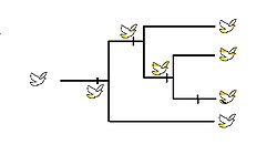 Imaginary cladogram.[2] The yellow mask is a plesiomorphy for each living masked species, because it is ancestral.[2] It is also a symplesiomorphy for them. But for the four living species as a whole, it is an apomorphy because it is not ancestral for all of them. The yellow tail is a plesiomorphy and symplesiomorphy for all living species.