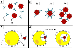 Antibodies (A) and pathogens (B) free roam in the blood.The antibodies bind to pathogens, and can do so in different formations such as:opsonization,neutralisation, andagglutination.A phagocyte (C) approaches the pathogen, and the Fc region (D) of the antibody binds to one of the Fc receptors (E) of the phagocyte.Phagocytosis occurs as the pathogen is ingested.