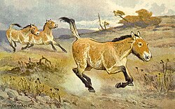 Equus (Przewalski's horse)