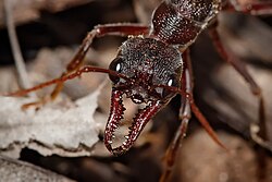 The mandibles of a bull ant