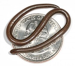 An adult Barbados threadsnake, Leptotyphlops carlae, on an American quarter dollar