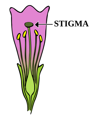 Diagram showing the stigma-style-ovary system of the female reproductive organ of a plant. The stigma is fixed to the apex of the style, a narrow upward extension of the ovary.