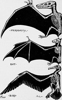 Vertebrate wings are partly homologous (from forelimbs), but analogous as organs of flight in (1) pterosaurs, (2) bats, (3) birds, evolved separately.