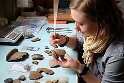 Archaeologist cleaning an early mediaeval pottery sherd from Chodlik, Poland.