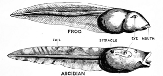 A 1901 comparison of frog tadpole and a tunicate larva