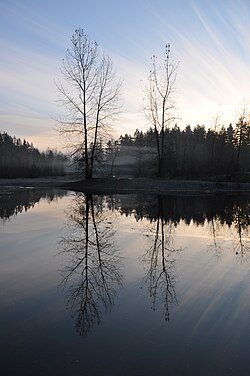 Trembling aspen at sunset in Langley, British Columbia, December 2010