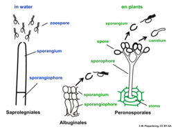 Asexual structures (sporangia) in Saprolegniales, Albuginales and Peronosporales[citation needed]