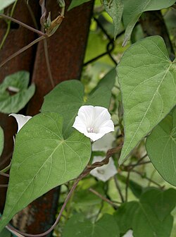 Whitestar potato Ipomoea lacunosa