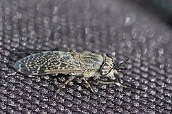 Horseflies in the genus Haematopota typically have speckled wings.
