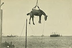 A horse destined to serve in the war, being offloaded in Port Elizabeth