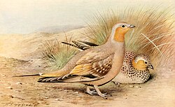 Spotted sandgrouse