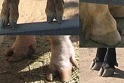 Cloven hooves in goats (upper left), pigs (lower left), and cattle (lower right). Horse hooves (upper right) are not cloven.