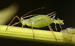 Aphid giving birth to live young: populations are often entirely female.