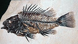 Fossil of a ray-finned perch (†Priscacara serrata) from the Lower Eocene about 50 million years ago