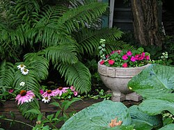 Ferns and small flowers are common shade garden plants