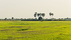 Paddy field in Siem Reap Province