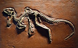 Skeleton of Heterodontosaurus, a primitive ornithischian from the Early Jurassic of South Africa