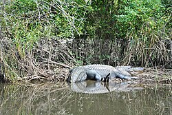 Photo of an American alligator, one of many native reptiles in the swamp