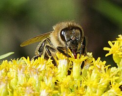 A honey bee with its proboscis extended into a calyx of goldenrod
