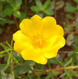 Yellow P. oleracea flower