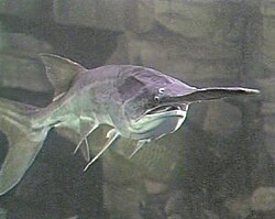 The American paddlefish is an ancient relict from the Mississippi