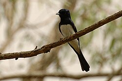 The satin flycatcher is fully migratory, breeding in southern Australia and migrating to northern Australia and New Guinea.