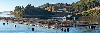Aquaculture fish farming in the fjords south of Castro, Chile