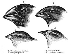 Gould's illustration of Darwin's finches