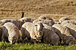 Unshorn Merino sheep. This breed of sheep is known for its fine wool.