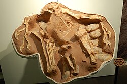 A nesting Citipati osmolskae specimen, at the AMNH