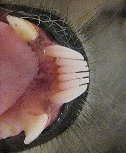 A six-tooth version of the strepsirrhine toothcomb in a ring-tailed lemur, with canine-like premolars behind it