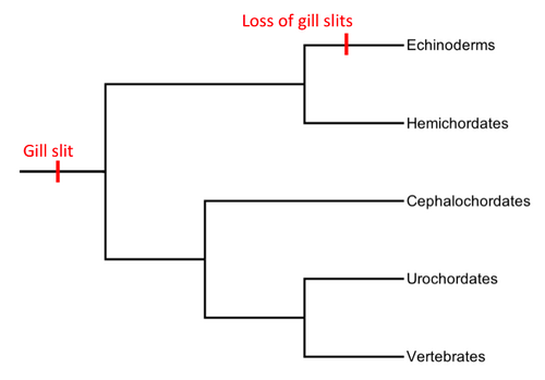 phylogeny