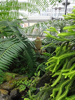 Moss, clubmoss, ferns and cycads in a greenhouse