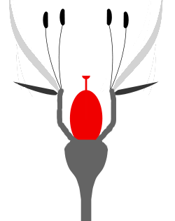 Ovary superior to hypanthium
