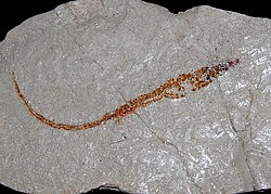 Fossil of the Miocene syngnathiform †Nerophis zapfei