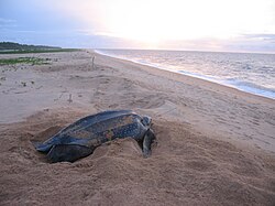 Leatherback sea turtle on the beach near the village of Galibi