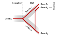 A speciation event produces orthologs of a gene in the two daughter species. A horizontal gene transfer event from one species to another adds a xenolog of the gene to the receiving genome.