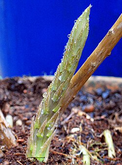 Asparagus shoot before becoming woody