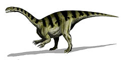 Plateosaurus, an early sauropodomorph dinosaur