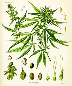 Cannabis as illustrated in Köhler's Book of Medicinal Plants, 1897