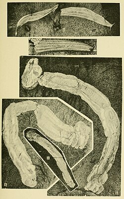 Plate 20 of Walcott Cambrian Geology and Paleontology II (1911), by Charles Doolittle Walcott, showing fossils of Pikaia and Oesia