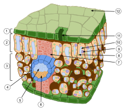 This is a cross section showing the different layers of a leaf. 1 - Upper epidermis 2 - Palisade mesophyll 3 - Spongy mesophyll 4 - Vein 5 - Xylem 6 - Phloem 7 - Collenchyma 8 - Chloroplasts 9 - Nucleus 10 - Vacuole 11 - Stomata 12 - Cuticle
