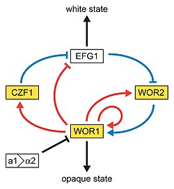 In this model of the genetic network regulating the white-opaque switch, the white and gold boxes represent genes enriched in the white and opaque states, respectively. The blue lines represent relationships based on genetic epistasis. Red lines represent Wor1 control of each gene, based on Wor1 enrichment in chromatin immunoprecipitation experiments. Activation (arrowhead) and repression (bar) are inferred based on white- and opaque-state expression of each gene.