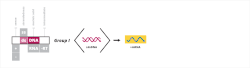 Visualization of the 7 groups of virus according to the Baltimore Classification