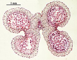 Cross section of a Lilium stamen, with four locules surrounded by the tapetum