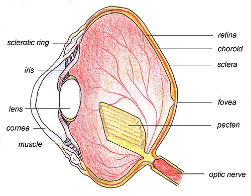 Diagram showing the position of the pecten oculi within a bird eye
