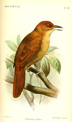 Henna-capped foliage-gleaner, formerly H. rectirostris, now C. rectirostris